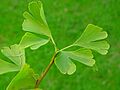 Gingko-Blaetter