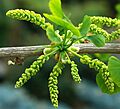 Ginkgo biloba - male flower