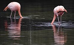 Archivo:Greater flamingos (4201771127)