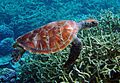 Green turtle Palmyra Atoll National Wildlife Refuge