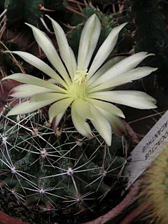 Archivo:Hamatocactus hamatacanthus