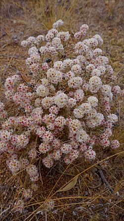 Archivo:Helichrysum candolleanum02