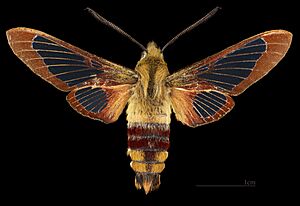 Archivo:Hemaris thysbe - MHNT CUT 2010 0 509 - Enfield Maine USA - male dorsal