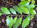 Illawarra Socketwood leaves with spots