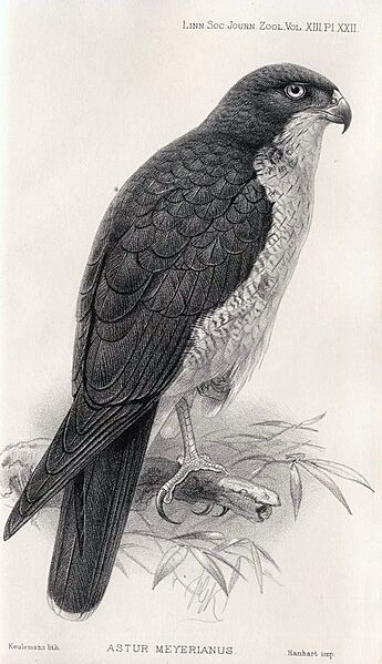 John Gerrard Keulemans03