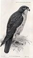 John Gerrard Keulemans03