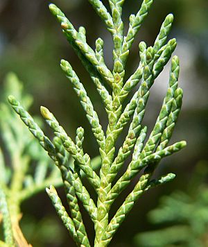 Archivo:Juniperus scopulorum 4