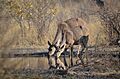 Kudus drinking (8025794794)