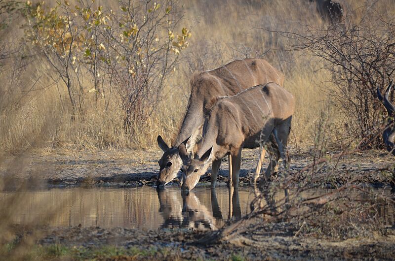 Kudus drinking (8025794794)