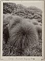 Leonard Cockayne studying a sub-antarctic tussock grass