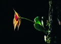 Lepanthes johnsonii