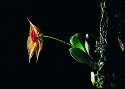 Lepanthes johnsonii.jpg
