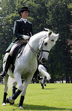 Archivo:Lipizzaner Brdo 20080610