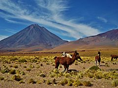 Llamas, volcan Licancabur, Atacama, Chile