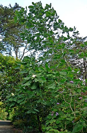 Archivo:Magnolia dealbata 1