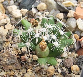 Mammillaria coahuilensis 04.jpg