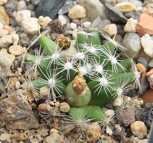 Mammillaria coahuilensis 04