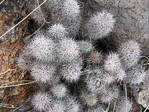 Archivo:Mammillaria dioica (5770751218)