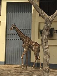 Archivo:Melman del Parque de las Leyendas