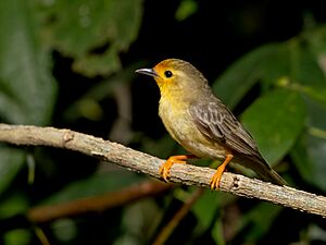 Archivo:Metopothrix aurantiaca - Orange-fronted Plushcrown; Ramal do Noca, Rio Branco, Acre, Brazil