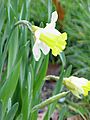 Narcissus pseudonarcissus0