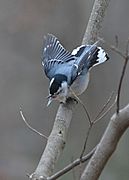 NuthatchThreat122713