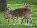 Odocoileus virginianus goudotii