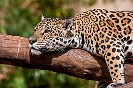 Onça-pintada (Panthera onca) - Jaguar