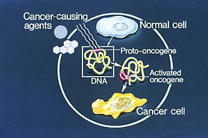 Archivo:Oncogenes illustration