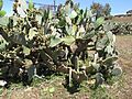 Opuntia lasiacantha (9281768676)