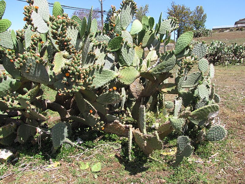 Opuntia lasiacantha (9281768676)