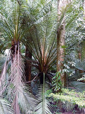 Archivo:Oraniopsis appendiculata (tanetahi) 001