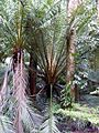 Oraniopsis appendiculata (tanetahi) 001