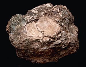 Archivo:Parietal neandertal Cova del Bolomor