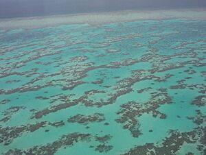 Archivo:Part of Great Barrier Reef from Helicopter