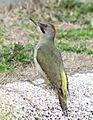 Picus viridis sharpei 073