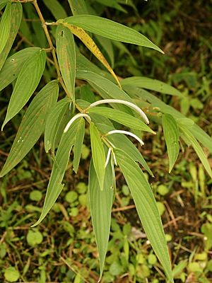 Archivo:Piper lanceaefolium (habitus)