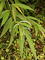 Piper lanceaefolium (habitus)