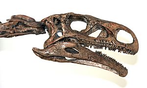 Archivo:Plateosaurus skull (1)
