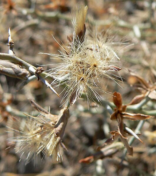 Pleiacanthus spinosus 6