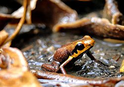 Ranitomeya tolimensis.jpg