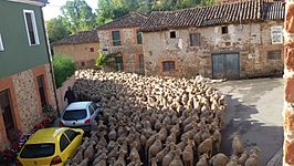 Rebaño de ovejas a su paso por Villarrodrigo de Ordás.jpg