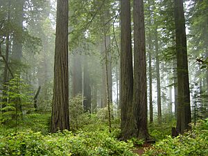 Archivo:Redwood National Park, fog in the forest