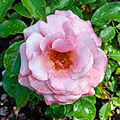 Rosa 'Botticelli', Bad Wörishofen, Alemania, 2019-06-20, DD 07