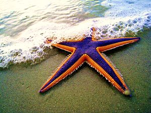Archivo:Royal starfish (Astropecten articulatus) on the beach