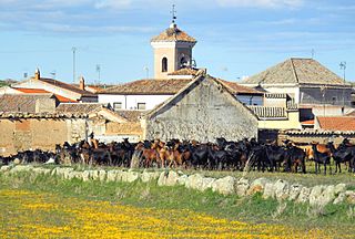 Santa Ana, cabras.jpg