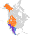 Sayornis saya map