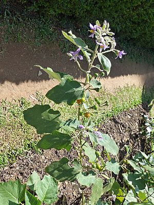 Archivo:Solanum americanum-Jardin botanique de Kandy (3)