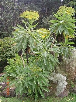 Archivo:Sonchus palmensis (Jardin Botanico Viera y Clavijo)