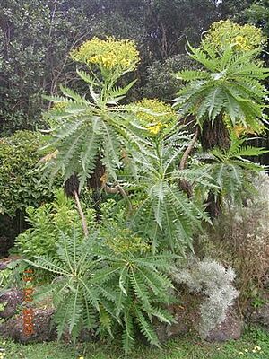 Archivo:Sonchus palmensis (Jardin Botanico Viera y Clavijo)